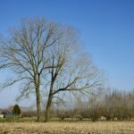 Suburban Lot — Tottenville, Staten Island