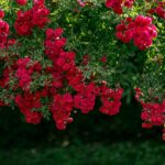 Brooklyn Botanic Garden