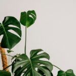 Greenleaf Plant Shop