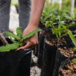Greenleaf Plant Shop